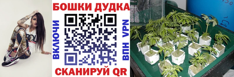 Каннабис сатива Казань